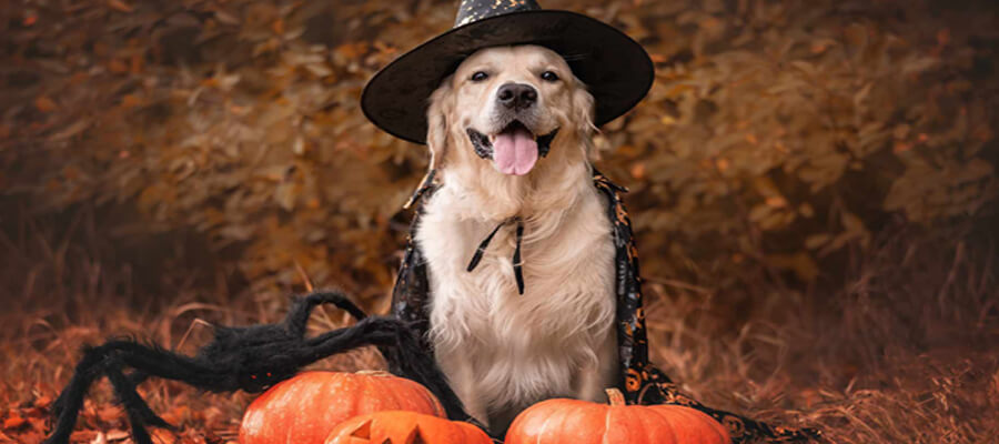5 Dog Breeds That Would Win in a Costume Contest